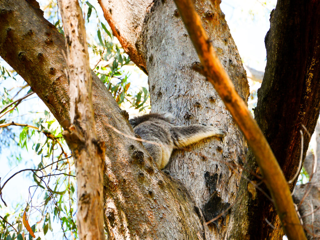 koala on the tree